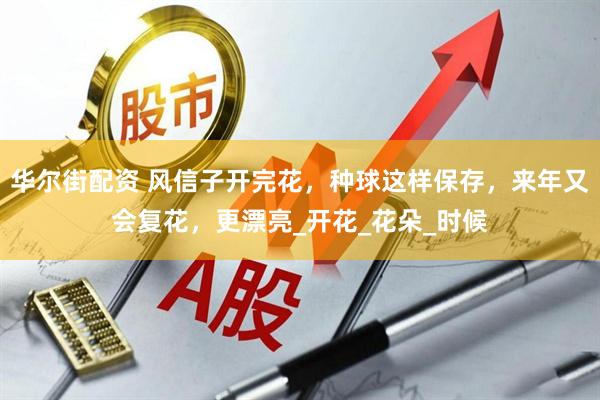 华尔街配资 风信子开完花，种球这样保存，来年又会复花，更漂亮_开花_花朵_时候